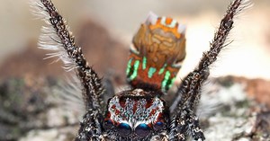 Seven new species of Australian dancing spiders discovered