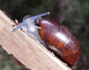Watch Your Step! Rare, Local Snail Is Endangered