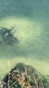 52K views · 54 reactions | The Monterey Bay is alive with anchovies and they’re packed in along the coast of Santa Cruz! This is along West Cliff Drive above Cowells Beach, but they’re all along the coast. #anchovies #montereybay #santacruz #feedingfrenzy #marinesanctuary #santacruzharbor #montereybayaquarium #santacruzlife #nativesantacruz | Native Santa Cruz | Facebook