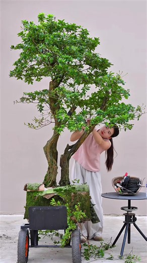 Restoring the azalea that a fan had been fostering in their garden for five years. #bonsai #azalea #bonsaimaking #goodfriendNana #motivatione