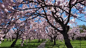 Delicate pink cherry blossoms flourishing along serene alley, bathing in warm sunlight and creating mesmerizing springtime landscape with soft petals and vibrant natural beauty | Premium Stock Video Footage