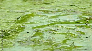 Green water, swampy mud pulling into quagmire, Unveiling Environmental Challenges, Danger of Quicksand, environmental challenges, Delicate Ecosystem, Wetland Wonders