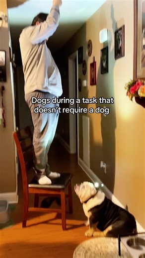 bro just wants to be included 😭 #bulldog #task #dog #funnyvideo #viral