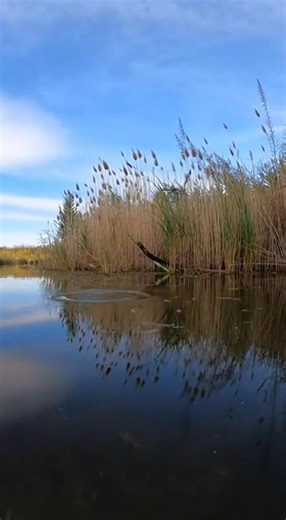 169K views · 1.7K reactions | 廉 Osprey vs Pike: A razor-sharp dive meets a split-second escape as hunter and prey react in real time above and below the water. 諾 | Viral Shot | Facebook