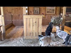 Pygmy goat does snacking on some hay