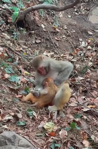 1.1K views · 14 reactions | Daily life of the monkey family. Let's see how mother monkeys treat baby monkeys | Global Knowledge Sharing | Facebook
