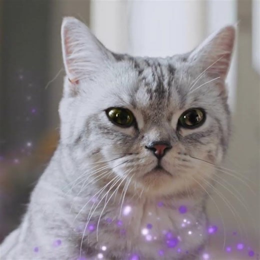 Vertoont jouw kat ongewenst gedrag?🙀 FELIWAY heeft al miljoenen katten geholpen💜 #kattenstress