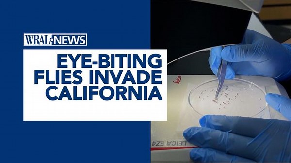 Eye-biting fly invasion hits California