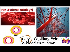 Biology - Artery Capillary Vein & Blood Circulation (simple explanation)