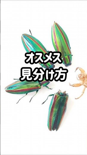 タマムシのオスメス違い・見分け方・判別方法 #タマムシ #オスメス #違い #見分け方