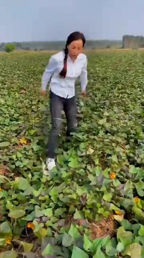 164K views · 606 reactions | Ternyata memanen ubi jalar begitu mudah #reels #tips #trik #fyp #panen #ubijalar #farm #NewYears | Deninaz | Facebook