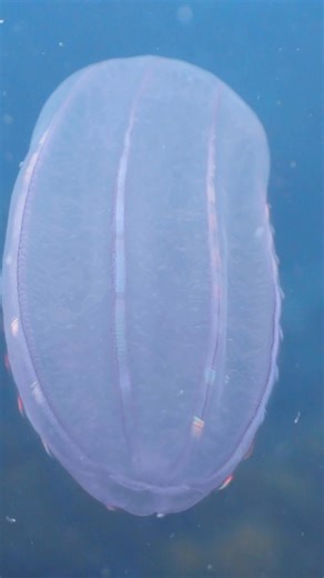Shimmering, alien-like, and older than the dinosaurs - comb jellies are some of the ocean’s most mesmerising creatures! 🪼 - They’re not true jellyfish — no stings here! Instead, they use sticky cells to catch prey. - Their name comes from the eight rows of cilia that diffract light, creating a rainbow effect as they swim. - Many are bioluminescent, glowing blue or green in the dark. - Some can even eat other comb jellies bigger than themselves! - No brain, no problem - they use nerve nets and a