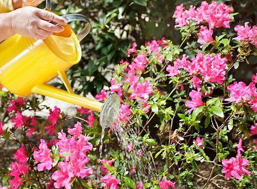 Le bon arrosage des azalées - Gamm vert