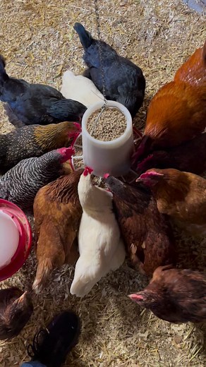 202K views · 6.2K reactions | Dig In! They were quite hungry again today. #chickencoop #chickens #hens #rooster #backyardchickens | BAWK | Facebook