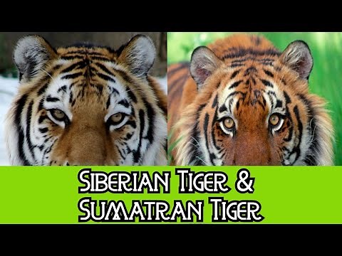 Siberian Tiger & Sumatran Tiger - The Differences