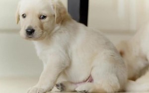 了解更多狗狗小秘密么，《狗的秘密生活》带你看的萌犬，人类最忠诚的动物朋友