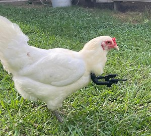 Chicken Arms With Toy Cowboy Guns to Protect the Flock Multiple Colors Available - Etsy