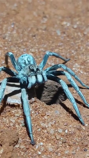 Fur Babies Plus | Meet the Two-Toned Wolf Spider—nature’s little genius! 🕷️💡 These spiders are not your average eight-legged creatures. They have... | Instagram