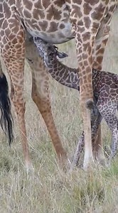 157K views · 2.1K reactions | Just minutes after birth, a cute little giraffe wobbles on unsteady legs, determined to reach her mother and nurse. A truly heart-melting moment in the wild漣殺✨️ #giraffes #giraffe #giraffelove #babygiraffe #giraffebaby #wildlife #africansafari #safariadventure #gamedrivesafari #safari #giraffeconservation #babyanimals #cutenessoverload #petlove animals voice✨️ | Wildfriends Africa | Facebook