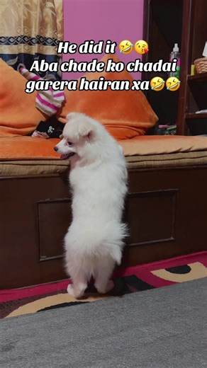 Rio the Dog's Hilarious Moments That Will Make You Laugh