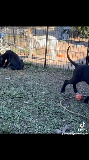 14 reactions · 3 comments | Fun afternoon with the puppies at Muttley Crew Rescue. #rescuedismyfavoritebreed #rescuedog #adoptashelterpet #mutts #rescueanimals #adoptdontshop #mutts #rescueanimalsrock #doglife #puppylove #muttsrule | Muttley Crew Rescue | Facebook