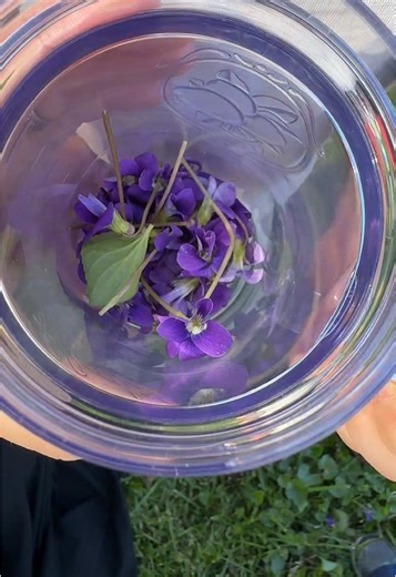 First time making jelly with wildflowers! #wildvioletjelly #flowerstojelly #jellyroll