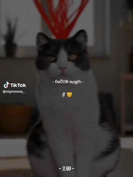 පූස් chad 🗿° . . . . . . . . . . . . . . . #foryou #foryoupage #qqqqqqqqqqqqqqqqqqqqqqqqqqqqqq #quotes #pppppppppppppppp #viral #fypage #trending #fypシ #redline