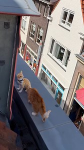 Ros got pranked 😂 | Ros Adventure Cat