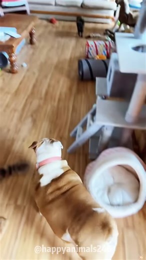 Dramatic Duo: Funny Cats and Dogs Moments