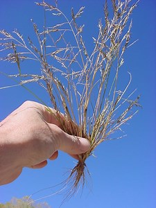 Eragrostis pectinacea - Alchetron, The Free Social Encyclopedia