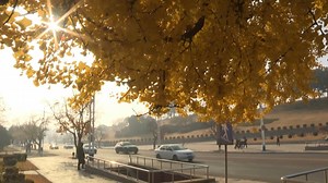 Autumn leaves adorn North Korea's Pyongyang