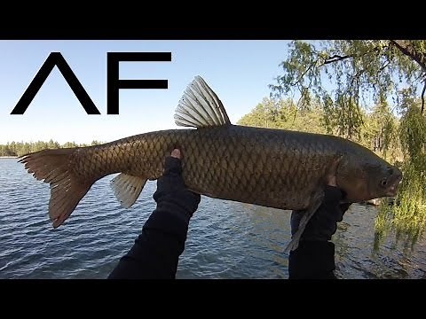 PineTop Lakeside Fishing At Lake Of The Woods And Rainbow Lake Arizona