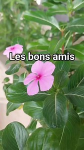 Les bon amis 🌸 | Pensées Positives