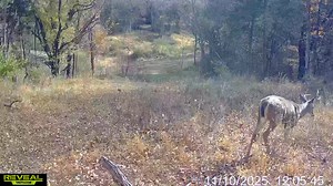 Young buck out for a stroll #deer #youngbuck #tactacamreveal | Reel Fresh Catch