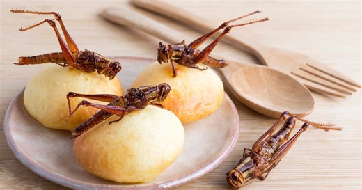 Rise of the fermented insect loaf: Mexico’s bold answer to the protein crisis
