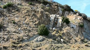 Goats on a steep cliff
