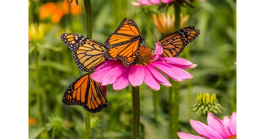 This Tennessee Nursery Is Quietly Fueling a National Pollinator Rescue Mission