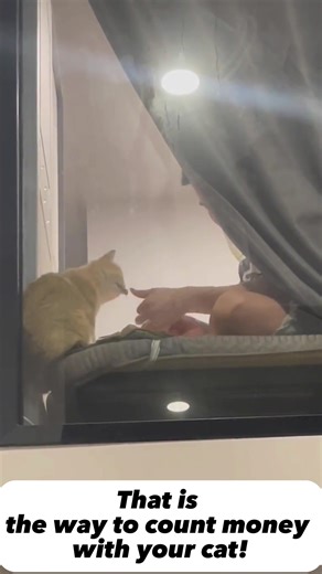 Cat Counting Money: A Fun Way to Manage Your Finances with Your Feline Companion
