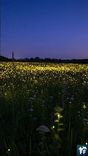 Luciole : la synchronisation lumineuse ✨💡