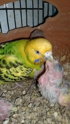 8.8K views · 476 reactions | #beautiful #birds #viral #short | Hobby bird | Facebook