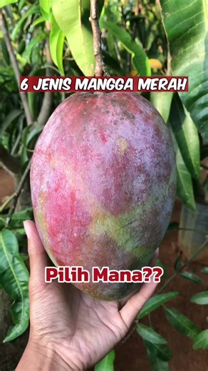 Jenis-Jenis Mangga Merah Import yang Menarik