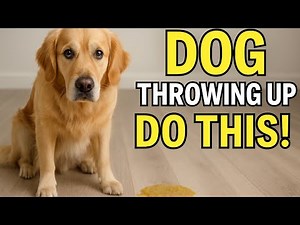 How To Care For A Vomiting Dog? 5 Things You Need To Do.