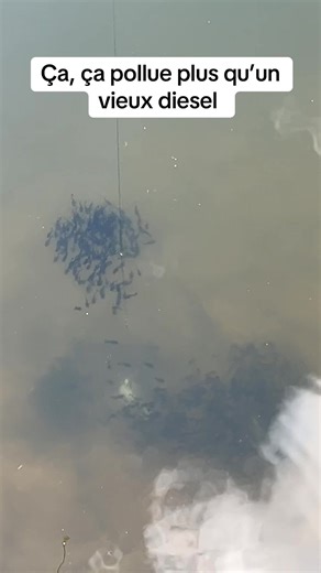 Catch the Best Catfish Techniques