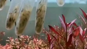 虾：当心点，卧槽，这特么还没突围就死了