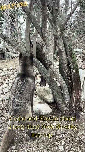 Wolves discover tree sap