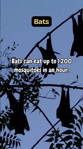 Bats: The Ultimate Mosquito Killers