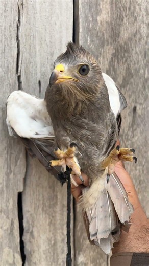 Hawk Screech 🦅#birds #hawk #animals #eagle #wildlife