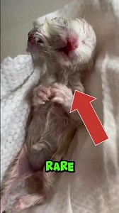 Top 5 weird Two-headed animals 😱😳