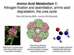 Amino Acid Metabolism 1: Nitrogen fixation and assimilation, amino acid degradation, the urea cycle - SlideServe