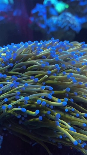 Bring life, color, and movement to your reef! 🌊💫 Our torches feature vibrant tips, healthy tissue, and strong polyp extension — perfect for making any tank a true centerpiece. Thriving under moderate flow with stable parameters, these beauties are ready to elevate your reef setup. #aquariumhobby #reefers #marinecorals #corals #fyp